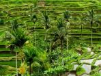 ubud_20160907_210151.jpg