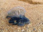 ubur-ubur-bluebottle-2.jpg