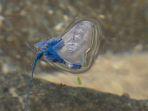 ubur-ubur-bluebottle-atau-pacific-of-man-of-war.jpg