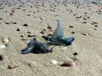 ubur-ubur-bluebottle-jenis-ubur-ubur-yang-banyak-ditemukan-di-pantai.jpg