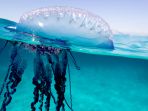ubur-ubur_20180729_145930.jpg