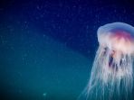 ubur-ubur_20181023_125750.jpg