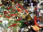 udang-merah_20160903_201404.jpg