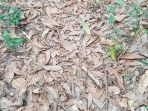 ular-agkistrodon-contortrix_20170429_185543.jpg