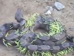 ular-boa-dan-landak_20170401_091007.jpg