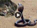 ular-dan-kucing_20170409_104456.jpg