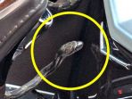 ular-di-dalam-mobil-lora-goff_20180609_184647.jpg
