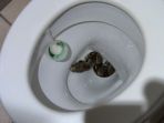ular-di-dalam-toilet_20180617_104232.jpg