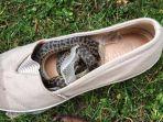 ular-di-sepatu.jpg