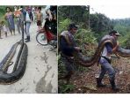 ular-piton-berhasil-ditangkap-warga-di-malaysia_20180213_122803.jpg