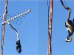 ular-piton-di-antena-sebuah-rumah.jpg