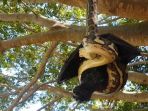 ular-piton-kesulitan-menelan-kelelawar-buruannya_20171109_092653.jpg