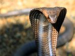 ular_20180122_180149.jpg