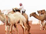 unta-di-arab-saudi.jpg