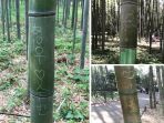 vandalisme-di-arashiyama_20180523_124945.jpg