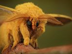 venezuelan-poodle-moth_20170728_144013.jpg