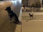 viral-anjing-setia-menunggu-majikan-di-pinggir-jalan.jpg