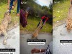viral-di-medsos-aksi-seorang-pria-yang-tarik-ekor-macan-tutul-demi-konten.jpg