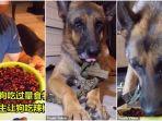 viral-di-medsos-anjing-yang-menangis-karena-makan-makanan-pedas.jpg