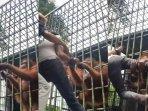 viral-pengunjung-ditarik-orang-utan.jpg