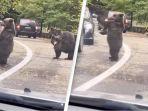 viral-video-beruang-ajak-tos-pengendara1.jpg
