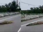 viral-video-buaya-berkeliaran-di-jalan-raya.jpg