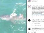 viral-video-penampakan-hiu-paus-di-perairan-gunungkidul.jpg