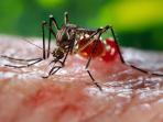 virus-zika_20160903_084706.jpg