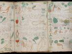voynich-manuscript.jpg