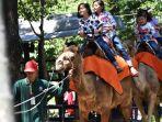 wahana-menunggang-unta-di-kebun-binatang-surabaya-jawa-timur.jpg