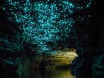 waitomo-glow-worm_20171215_210356.jpg