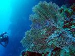 wakatobi_20170412_133217.jpg