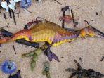 warga-australia-laporkan-temuan-makluk-aneh-warna-warni-terdampar-di-pantai.jpg
