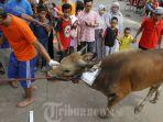 warga-bersiap-menyembelih-sapi-kurban.jpg