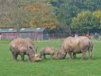 white-rhinos.jpg