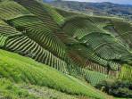 wisata-Terasering-Panyaweuyan-Majalengka-Jawa-Barat.jpg
