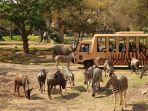 wisata-bali-safari-park.jpg