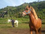 wisata-berkuda-di-stable-lembang-bandung.jpg