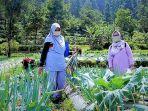 wisata-petik-sayur-di-tegal.jpg