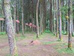 wisata-pinus-songgon-banyuwangi.jpg