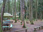 wisata-pinus-songgon.jpg