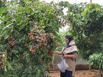 wisatawan-agrowisata-petik-kelengkeng-lamongan.jpg