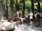 wisatawan-berfoto-dengan-rusa-di-bali-zoo-rabu-2912020.jpg