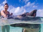 wisatawan-di-pig-island.jpg