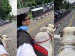 wisudawan-naik-sapi-ke-kampus.jpg