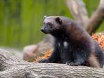 wolverine.jpg