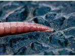 worm-alaska.jpg