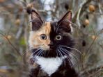 yana-si-kucing-berwarna-muka-dua_20170112_191254.jpg