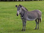 zebra_20170207_174748.jpg