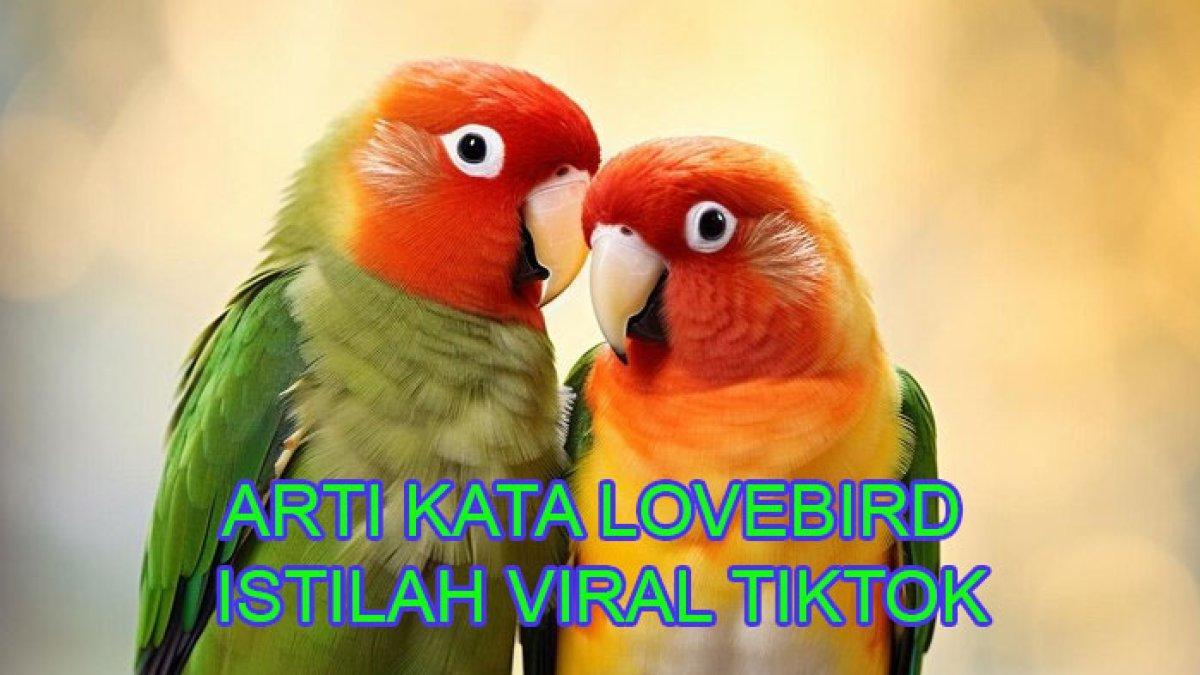 Apa Arti Lovebird Istilah Viral TikTok? Kata Bahasa Inggris Sering Muncul di Caption, Apa Maknanya?
